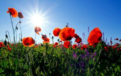 Supporting Veterans Through Digital Innovation | How Royal Star & Garter Uses Ally to Enhance Care